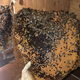 honeycomb covered in bees
